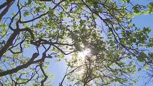 Más de 120 millones de personas se enfrentan a una ola de calor extrema en EE.UU.