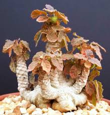 Image result for Dorstenia dinklagei
