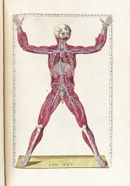 Using the planes of the body to analyze anatomical forms, transforming them into simple geometric shapes. 7 Fantastic Vintage Anatomy Drawings