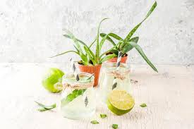 In the united states, aloe is grown in florida, texas antidiabetic activity of aloe vera l. 1 015 Detox Aloe Photos Free Royalty Free Stock Photos From Dreamstime