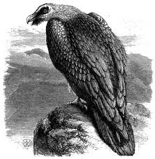 Because you make clean the outside of the cup and of the dish, but. The Project Gutenberg S Ebook Of Bible Animals By J G Wood