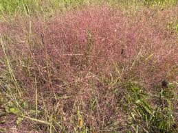 Image result for Eragrostis nindensis