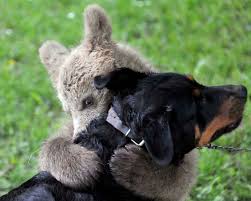 20 Amazing Photos You Don T Want To Miss Animal Hugs Animals Friendship Animal Photo