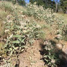 Image result for Acacia eriocarpa