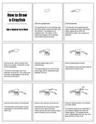 How To Draw A Crayfish Crayfish Anatomy Half A Hundred Acre Wood Seafood restaurant delicacy minimalistic pictogram. to draw a crayfish crayfish anatomy