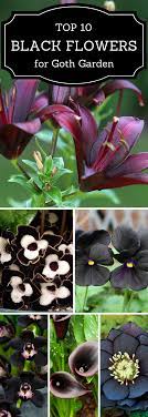 10 Black Flowers And Plants To Add Drama To Your Garden Top Inspired Black Flowers Plants Flower Care