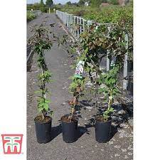 Maybe you would like to learn more about one of these? Clematis Montana Var Rubens Tetrarose Thompson Morgan