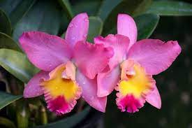 Cattleya Orchids Different Types How To Grow And Care Florgeous