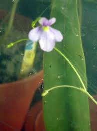 Image result for Genlisea africana