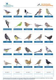 165 duizend vogels geteld op eerste dag tuinvogeltelling. Hoe Werkt Het Vogelbescherming