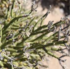 Image result for Arthraerua leubnitziae