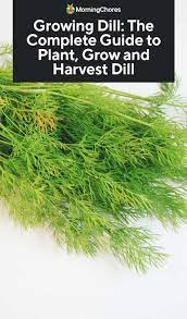 Maybe you would like to learn more about one of these? Growing Dill The Complete Guide To Plant Grow And Harvest Dill