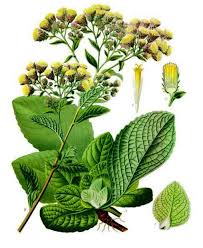 Image result for Pentanema indicum