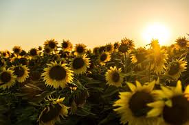 What flowers are in season now. In Season Now August Send Fresh Flowers Online Flower Delivery In Pakistan The Flower Studio
