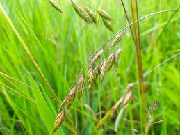 Image result for Bromus