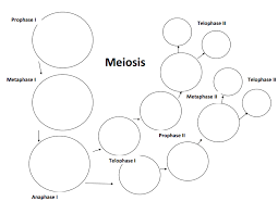 Meiosis Stages Worksheet Meiosis Worksheet Mitosis