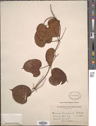 Image result for Dioscorea minutiflora