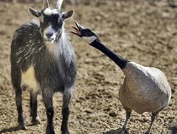 Whatever Animal Love Maybe Lol Funny Wild Animals Animals Farm Animal Songs