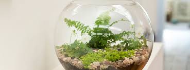 How To Make A Terrarium How To Make Terrariums Hanging Garden Terrarium