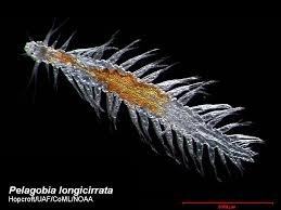 Image result for Polychaeta spp.