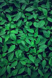 Close Up Photography Of Green Leafed Plant Green Nature Green Pictures Green Wallpaper