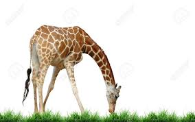 I've never wondered how a giraffe eats grass before, but this is majestic! Giraffe Eat Grass Stock Photo Picture And Royalty Free Image Image 9002570