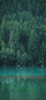 Iphone 11 Hd 4k Forest Wallpapers Wallpaper Cave