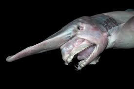 What are the most dangerous things in the ocean? 21 Creatures From The Deep Sea That Will Absolutely Give You Nightmares