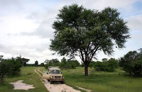 Image result for Acacia robusta