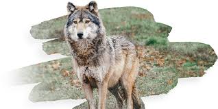 5 / 5 231 мнений. What Threatens Wolves Carnivora Dinarica