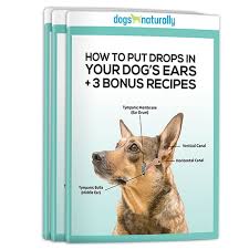 Dog Ear Infections Natural Remedies That Work Dogs Naturally Dogs Ears Infection Itchy Dog Ears Your Dog