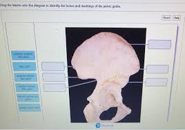 The six types of synovial joints allow the body to move in a variety of ways. Drag The Labels Onto The Diagram To Identify The Chegg Com