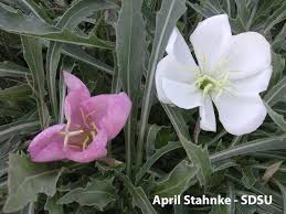 Image result for Onagraceae