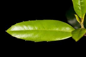 Image result for Monimiaceae