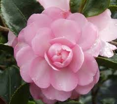 Pink Snow Camellia Sasanqua Pink Snow Flowers Light Pink Flowers
