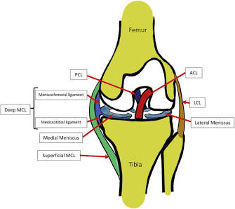 MCL (Medial Collateral Ligament) की एनाटॉमी, AI generated