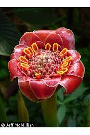 Image result for Etlingera elatior