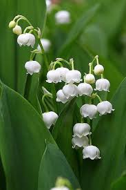 Lily Of The Valley Lily Of The Valley Flowers Lily Of The Valley Flowers Nature