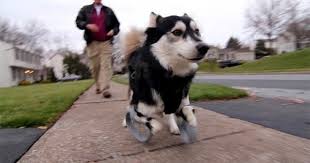 Watch As Derby The Dog Gets 3d Printed A Pair Of Prosthetics For The First Time Disabled Dog Dog Runs Dogs