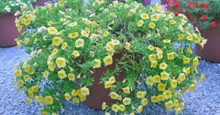 Pin By Florence Ralph On Let S Go Outside Purple Plants Yellow Shrubs Plants
