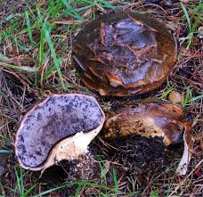 Image result for Scleroderma polyrhizon