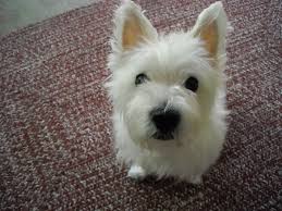 Nice Frontal Photo William Wallace Westiesrock Westiemania Westies Terriers Westies White Puppies Pets