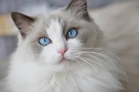 ‪5 of the Friendliest Cat Breeds | Oakland Veterinary Referral Services‬‏