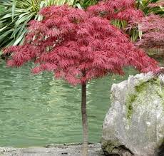 I migliori vettoriali stock stella rossa ✔ su depositphotos puoi cercare immagini in vettoriale e trovare i immagine vettoriale stella rossa giusti per i tuoi progetti. Buy Acer Palmatum Stella Rossa Japanese Maple In The Uk Acer Palmatum Japanese Maple Rock Garden