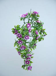 So first, let us look at the most. Climbing Plants Direct