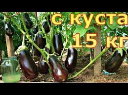 секрет раскрыт лучшее удобрение всех времен чай из травы Vyrashivanie Baklazhanov Imeet Nekotorye Trudnosti Svyazano Eto S Tem Chto Nash Klimat Ne Sovsem Blagopriyaten Etomu Rast Baklazhany Vyrashivanie Baklazhanov Rasteniya