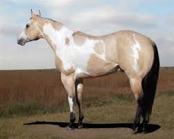 Buckskin horses can have a dorsal stripe and not be dun. Buckskin Paint Horses Horses For Sale Horse Classifieds Pictures Amp Horse Trailers Horses Appaloosa Horses American Paint Horse