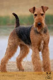 Pin Em Dog Breeds Racas De Cachorro