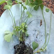 Image result for Marsilea minuta