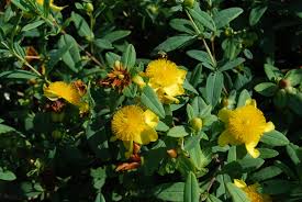 Image result for Hypericum scioanum